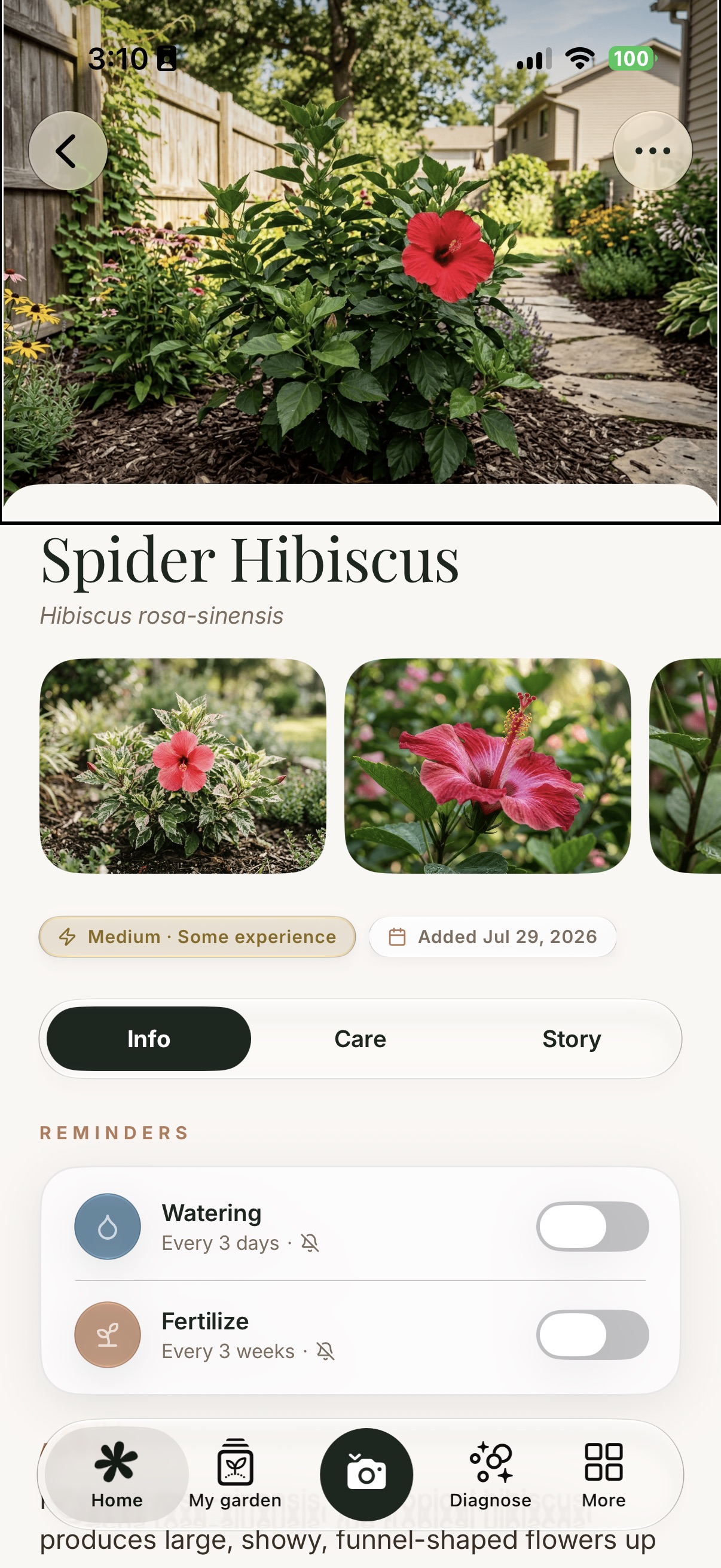 The Spider Hibiscus page with the VoiceOver cursor around the photo at the top, and watering and fertilising reminders below.