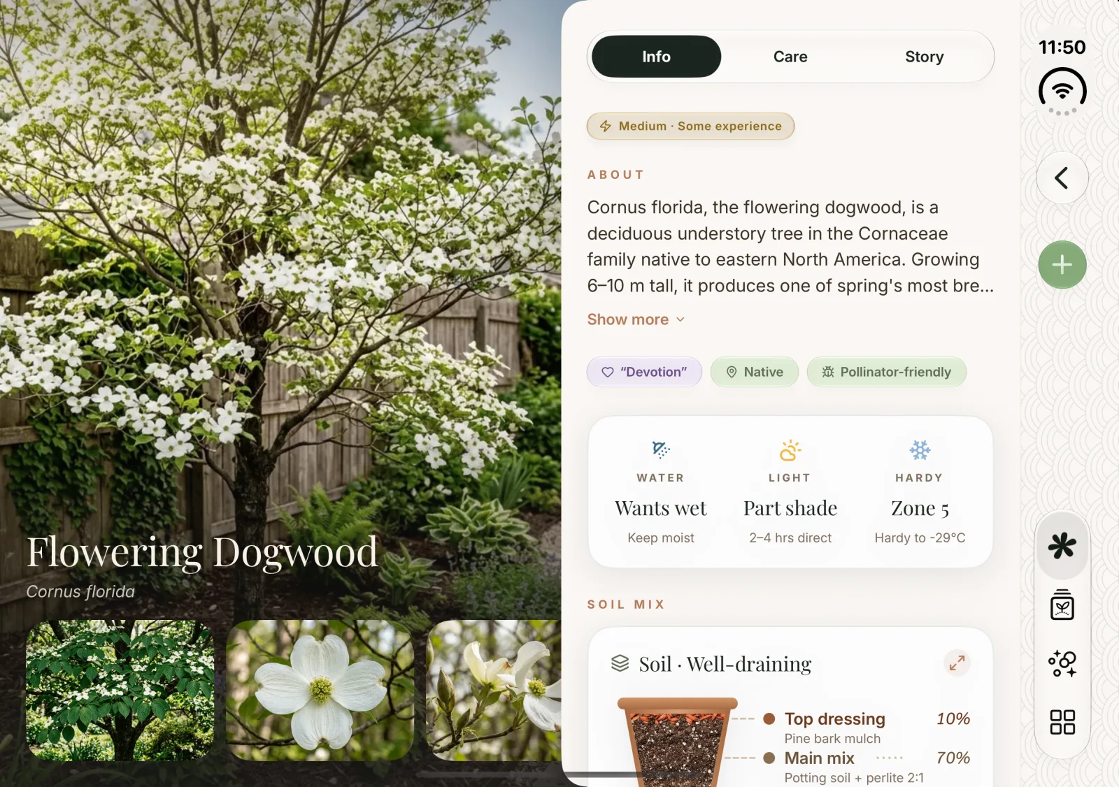 Flowering Dogwood detail as a spread: the tree photo and name on the left, the Info tab with About, water, light, hardiness and soil mix on the right.